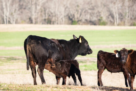 How to Prevent Milk Fever in Cows Image